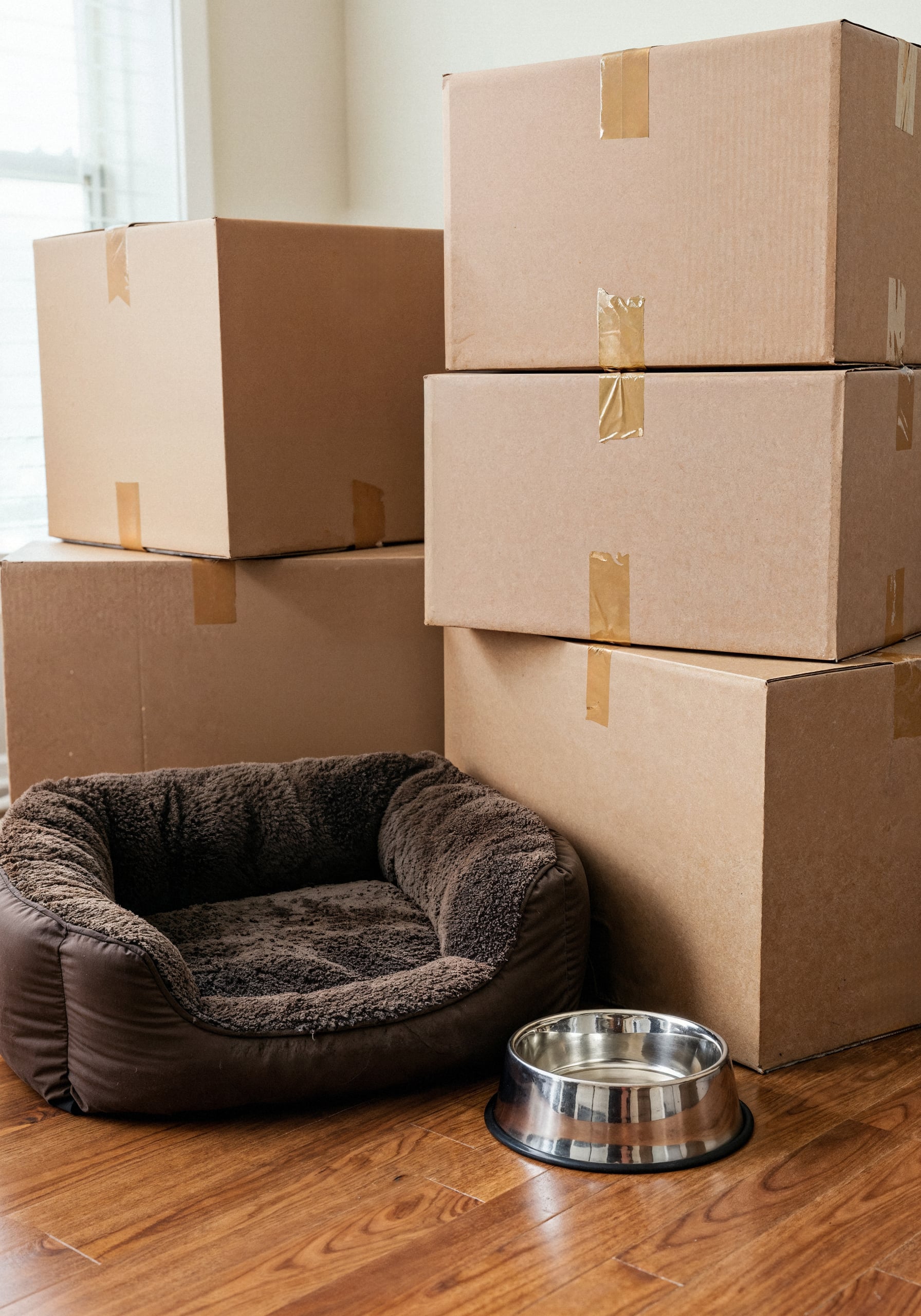 The Complete Guide to Moving to Albuquerque With Pets: Everything You Need to Know Before You Go